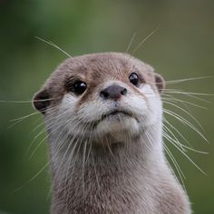 an otter looking at the camera while standing on its hind legs