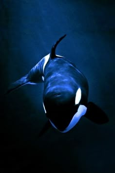 an orca whale swimming in the water