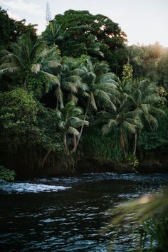 a river running through a lush green forest filled with lots of tall palm tree's