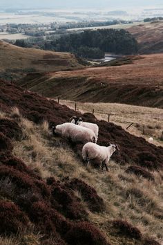 some sheep are standing on the side of a hill