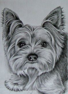 a drawing of a small dog's face