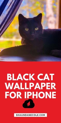 a black cat laying on top of a bed next to a window with the words black cat wallpaper for iphone