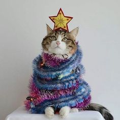 a cat dressed up like a christmas tree sitting on top of a white box with a star on it