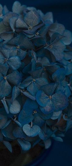 blue flowers in a vase on a table