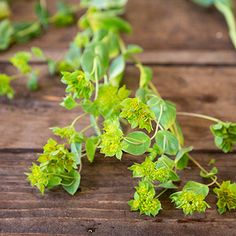 some green leaves are laying on a wooden table