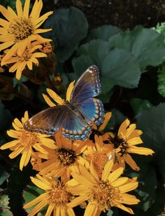 a blue butterfly sitting on top of yellow flowers