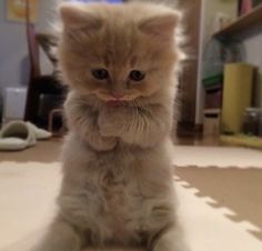 a small kitten sitting on the floor with its paws up and looking at the camera