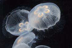 two jellyfish swimming in the water together