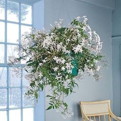 white flowers hanging from the ceiling next to a chair in a room with blue walls