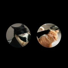 two cats are looking at each other in the same circle, one is orange and the other is black