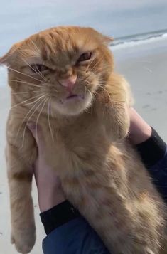 an orange cat sitting on top of someone's arm at the beach with its eyes wide open