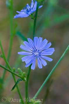 two blue flowers with green stems in the foreground