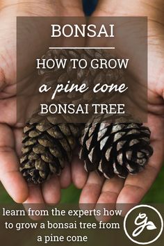 two pine cones in their hands with the text bonsai how to grow a pine cone