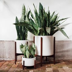 three potted plants sitting next to each other on top of a wooden floor in front of a white wall