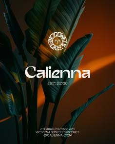 a plant with the word calenna on it in front of a dark background and yellow light