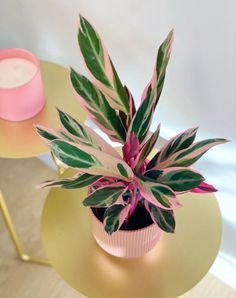 a pink and green plant sitting on top of a yellow table next to a candle