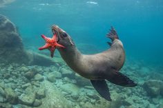 a sea lion holding a starfish in its mouth while swimming under the ocean floor