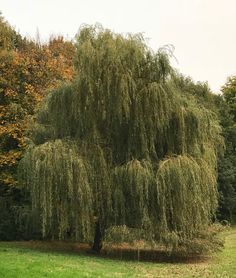 a large willow tree in the middle of a field with lots of green grass and trees behind it