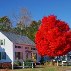 a red tree in front of a white house