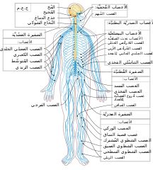 the nervous system labeled in spanish and english, with all its major branches labelled below