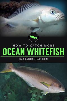 how to catch more ocean whitefish in the deep blue water with caption below