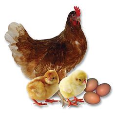 two chickens and one chicken are standing next to an egg on a white background with three eggs in the foreground