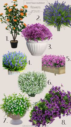 the different types of flowers are shown in this image, including purple and green plants