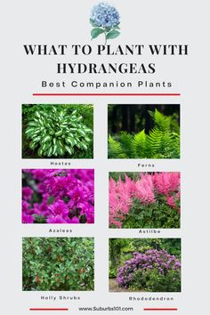 what to plant with hydrangeas and the best companion plants for your garden?