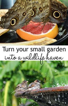 two butterflies sitting on top of an orange in the water and one is eating it