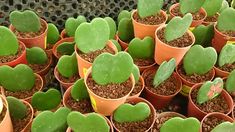 many potted plants with hearts on them