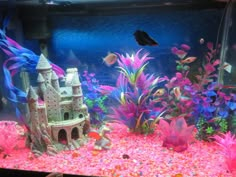 an aquarium filled with pink and blue fish