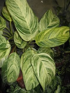 a green and white plant with large leaves