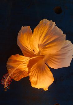 a large yellow flower sitting on top of a table