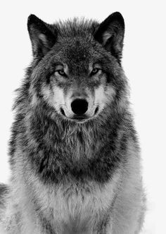 a black and white photo of a wolf