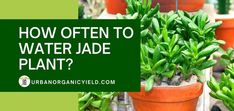 several potted plants with the words how often to water jade plant?