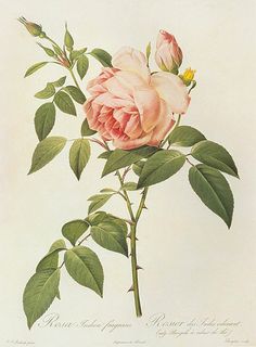 a pink rose with green leaves on a white background is featured in the ebay catalog