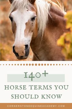 a brown and white horse with the words customized deworning schedule on it