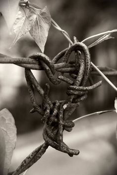 black and white photograph of an old vine