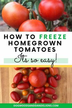 tomatoes on the vine with text overlay how to freeze homegrown tomatoes it's so easy