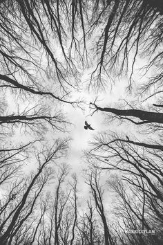 black and white photograph of trees looking up into the sky with birds flying in between them