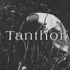 a black and white photo with the word tanthon in it's center