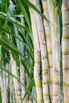 many tall bamboo trees with green leaves in the foreground and one large plant on the far side