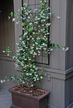 a potted plant with white flowers in front of a building