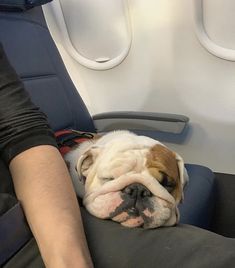 a dog sleeping on an airplane seat with its head resting on someone's arm