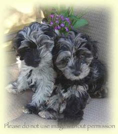 two black and white puppies sitting next to each other on a couch with purple flowers in the background