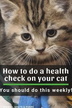 Kitty Tips, Cat Health Remedies, Animal Foods, Cat Health Problems, Cats Face, Spoiled Cats