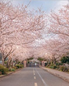 the road is lined with blooming trees and bushes in front of an open gate