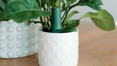 two white vases with plants in them sitting on a wooden table next to each other