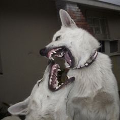 two white dogs with their mouths open and one has its mouth open to the other