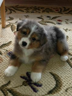 a small dog laying on top of a rug